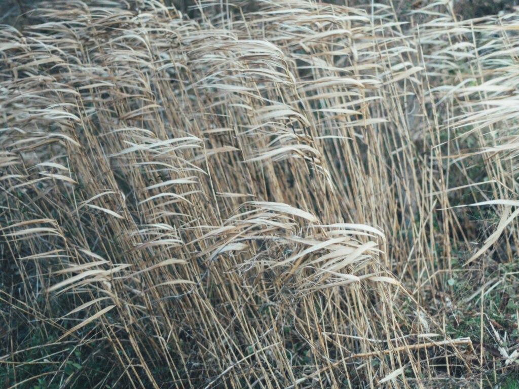 今月の写真家、今日の一枚。那須野 友暉 vol.25