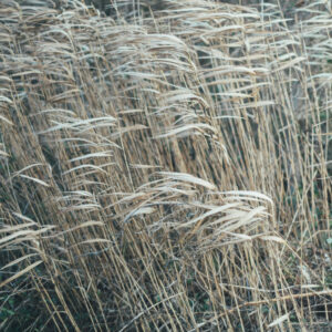 今月の写真家、今日の一枚。那須野 友暉 vol.25 | plants_9