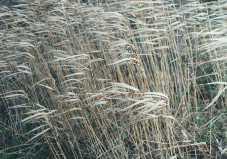 今月の写真家、今日の一枚。那須野 友暉 vol.25 | plants_9