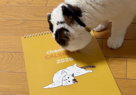 ちゃんとカレンダーめくってる?スコティッシュフォールド いなほ | もう今年も1週間経ったけど、みんなはカレンダーちゃんとめくってるかー? 我が家の今年のカレンダーは、オレのかわいいイラストが表紙のこちら! ちゃんとカレンダーめくってる?スコティッシュフォールド いなほ | もう今年も1週間経ったけど、みんなはカレンダーちゃんとめくってるかー? 我が家の今年のカレンダーは、オレのかわいいイラストが表紙のこちら!