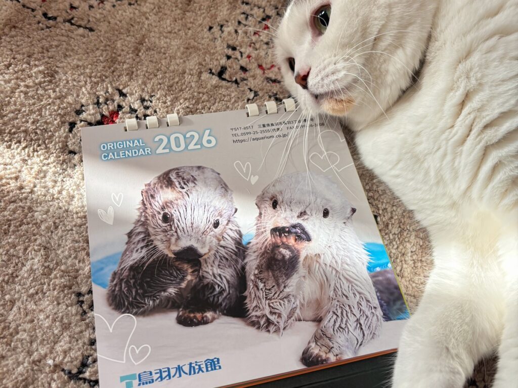 ちゃんとカレンダーめくってる？スコティッシュフォールド いなほ | 卓上タイプはこちら！ 飼い主が、どっちも表紙がいちばんかわいいって言うて、そのまま飾ってる！ いつになったらめくるんー?