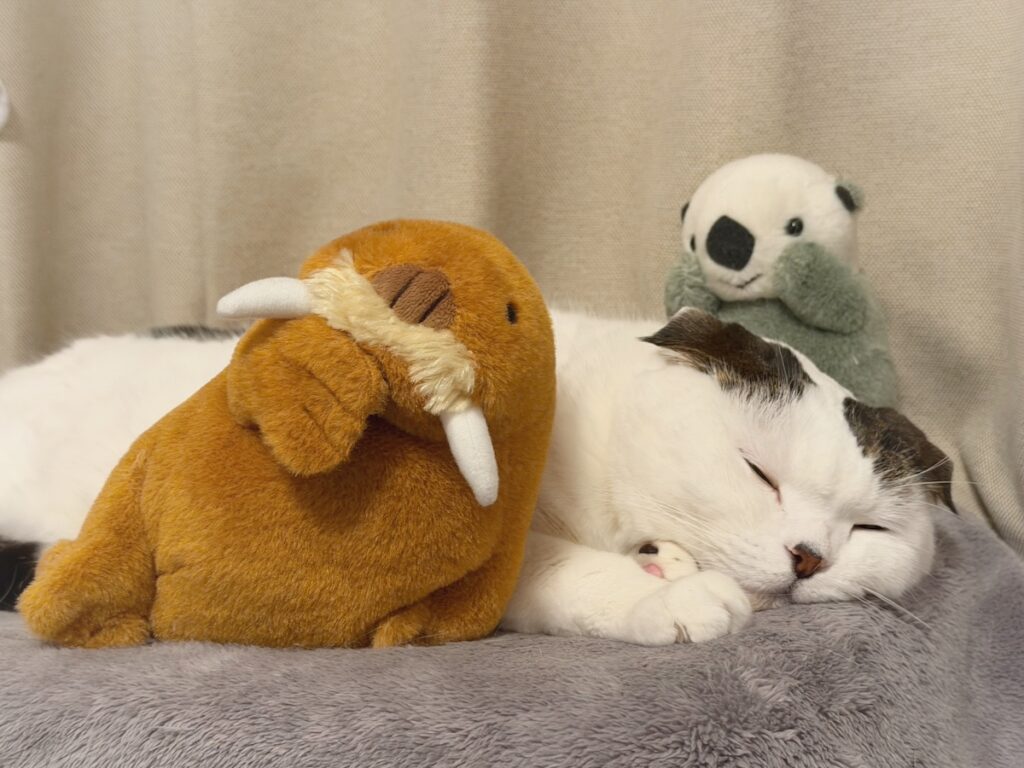 次の友達は、セイウチ？スコティッシュフォールド いなほ | 今年も鳥羽水族館に夢中な飼い主。ラッコはもちろん、セイウチに愛着が湧いてるらしい。