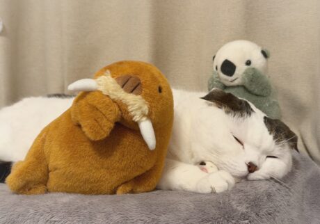 次の友達は、セイウチ？スコティッシュフォールド いなほ | 今年も鳥羽水族館に夢中な飼い主。ラッコはもちろん、セイウチに愛着が湧いてるらしい。