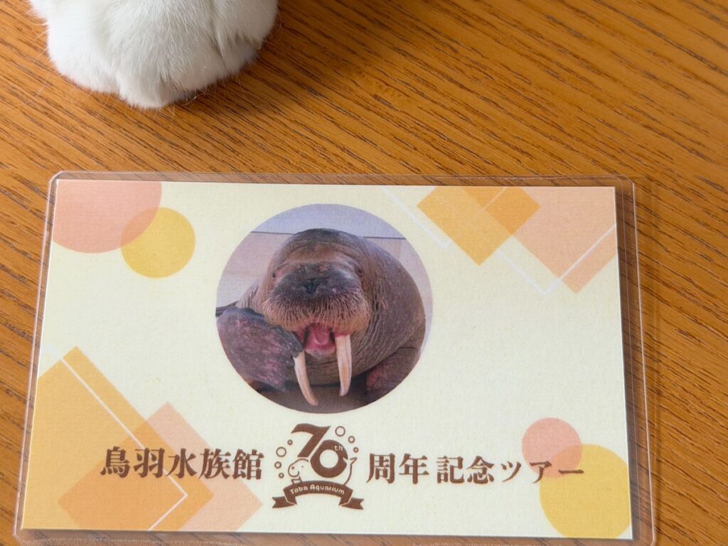 次の友達は、セイウチ？スコティッシュフォールド いなほ | 先月、セイウチトレーナー体験に参加したらしいんやけど、めっちゃ特別で楽しかったってー！ これがその参加証！ ポウちゃんかわいいなー。