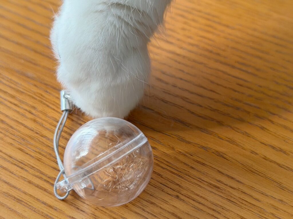 次の友達は、セイウチ？スコティッシュフォールド いなほ | プレゼントにセイウチの毛までもらったって！ こういうのを見ると、転がしたくなるのが、ねこの性分やからなー。