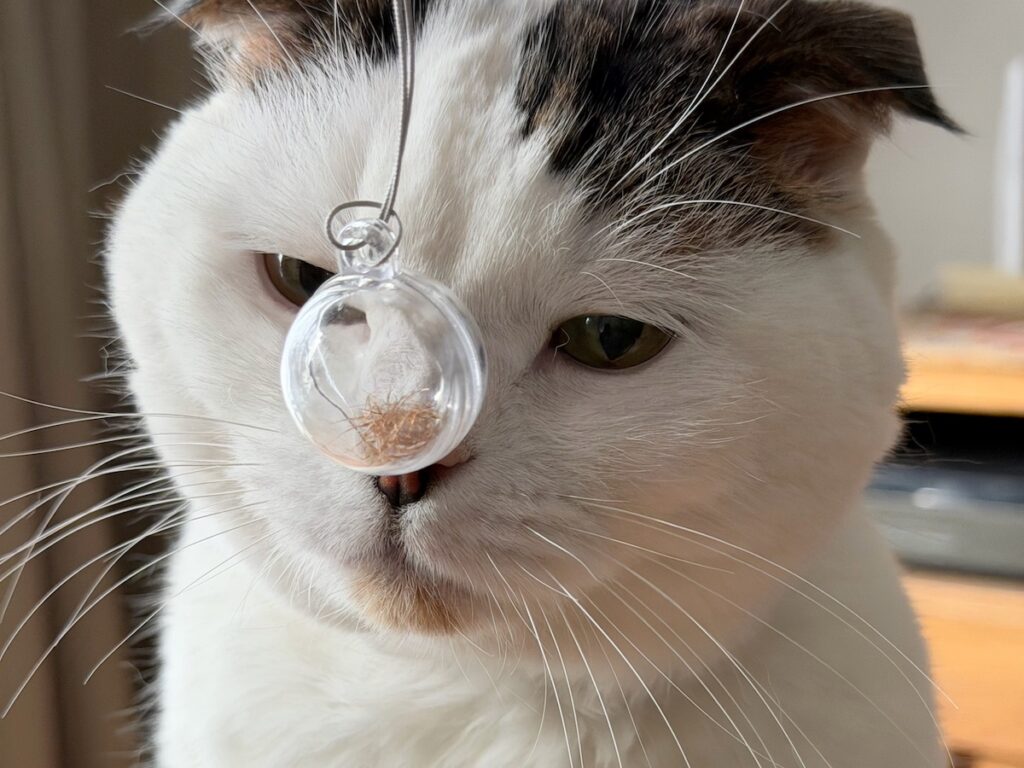 次の友達は、セイウチ？スコティッシュフォールド いなほ | スンスン……。嗅いだことのない匂い。でも、友達になれそう。なんでかって、オレのアゴの毛と同じ色してるから！