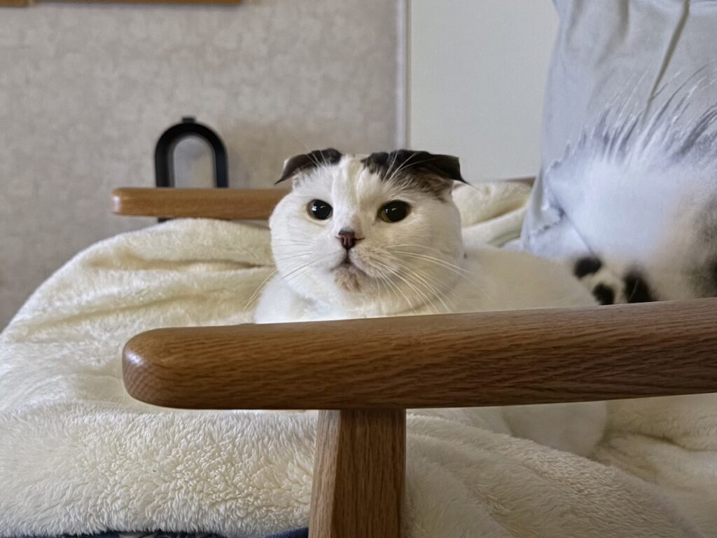 朝寝坊は、ほどほどに。スコティッシュフォールド いなほ | ここ最近の、オレの寝床。横からあったかーーい風がくるねん。