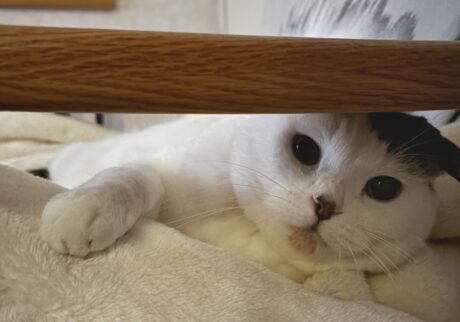 朝寝坊は、ほどほどに。スコティッシュフォールド いなほ | 朝、起きる時間は飼い主に合わせてあげてるんやけど、ちょっと今日は遅すぎるんとちゃうー？ お腹減ったー!