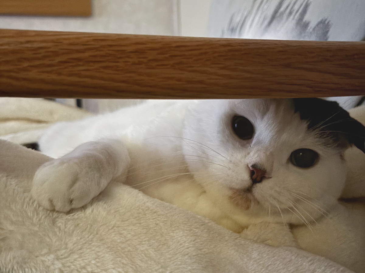 朝寝坊は、ほどほどに。【いなほ、オレ物語。vol.266】