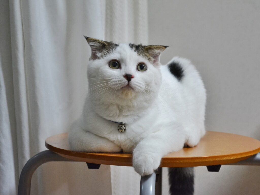 待ち受けにしたくなる、赤ちゃんのオレ。スコティッシュフォールド いなほ