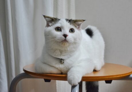 待ち受けにしたくなる、赤ちゃんのオレ。スコティッシュフォールド いなほ | 赤ちゃんのオレシリーズ。めっちゃかわいいやろ。待ち受けにしてもええでー。