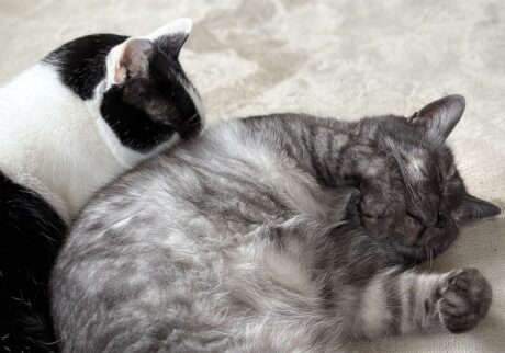 ときは巡って、兄になる。【〈LOISIR〉デザイナー・前田敬子による、保護猫・えいたと暮らす日常。 vol.91】保護猫 えいた ときは巡って、兄になる。【〈LOISIR〉デザイナー・前田敬子による、保護猫・えいたと暮らす日常。 vol.91】保護猫 えいた