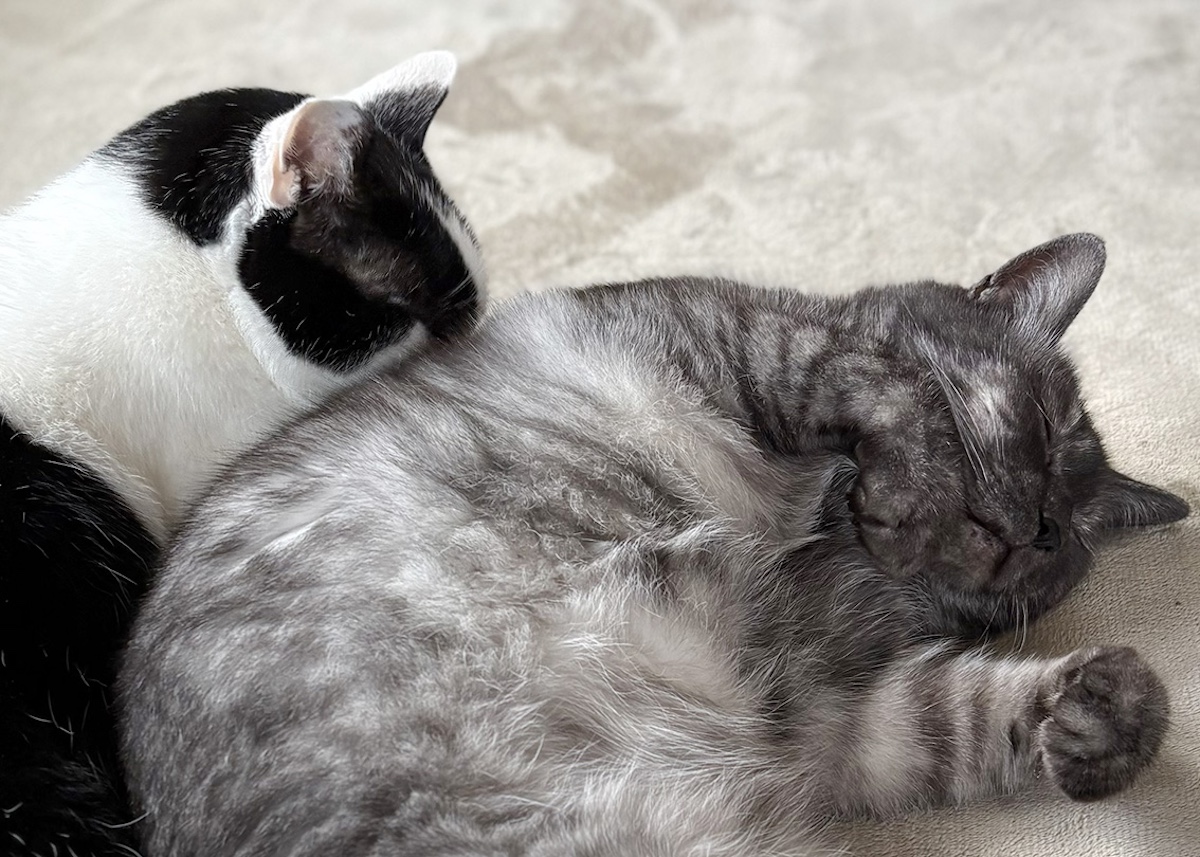 時はめぐって、兄になる。【〈LOISIR〉デザイナー・前田敬子による、保護猫・えいたと暮らす日常。 vol.91】