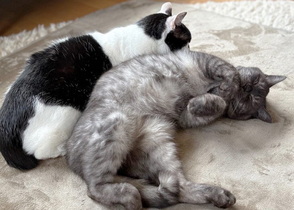 ときは巡って、兄になる。【〈LOISIR〉デザイナー・前田敬子による、保護猫・えいたと暮らす日常。 vol.91】保護猫 えいた