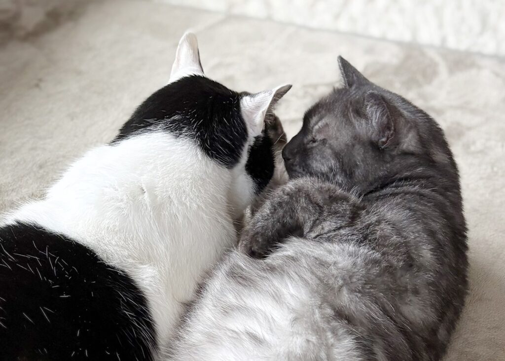 ときは巡って、兄になる。【〈LOISIR〉デザイナー・前田敬子による、保護猫・えいたと暮らす日常。 vol.91】保護猫 えいた