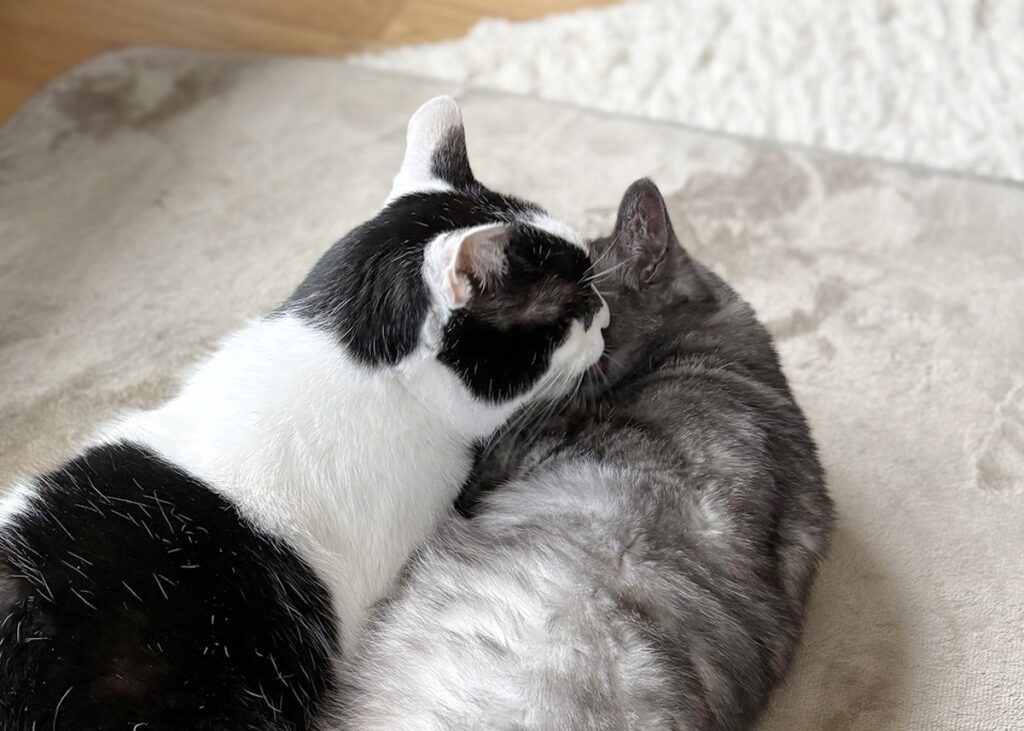 ときは巡って、兄になる。【〈LOISIR〉デザイナー・前田敬子による、保護猫・えいたと暮らす日常。 vol.91】保護猫 えいた