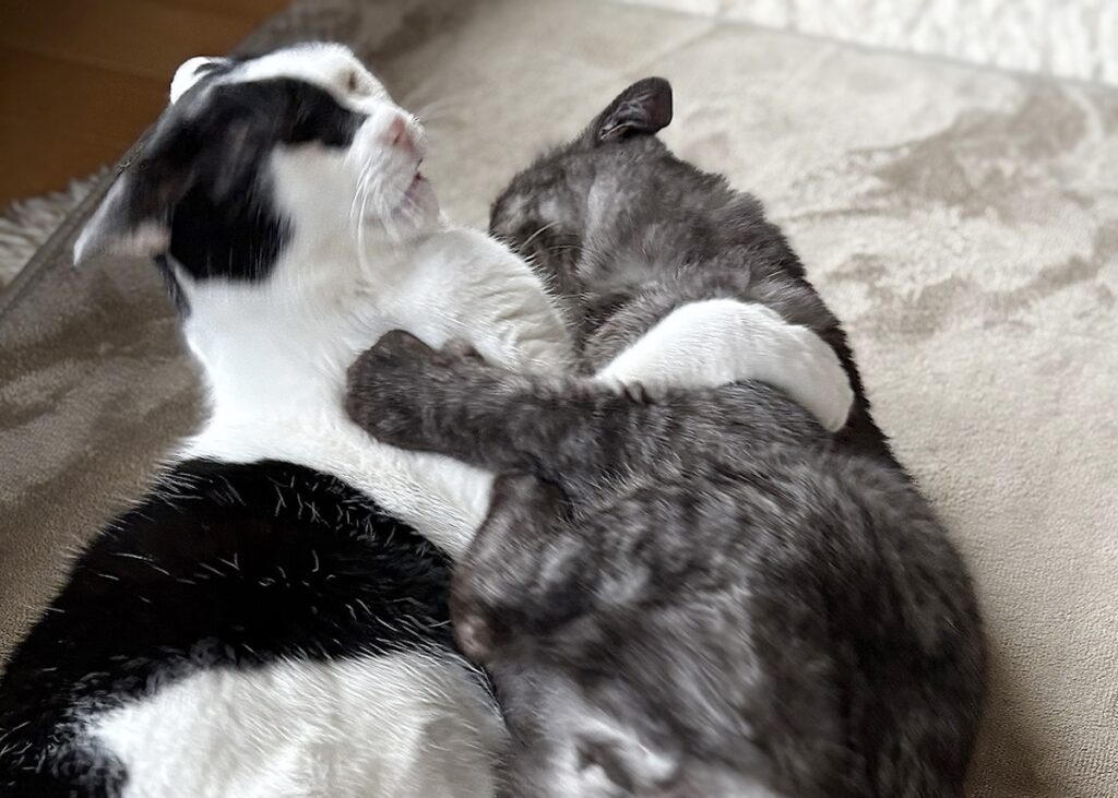 ときは巡って、兄になる。【〈LOISIR〉デザイナー・前田敬子による、保護猫・えいたと暮らす日常。 vol.91】保護猫 えいた