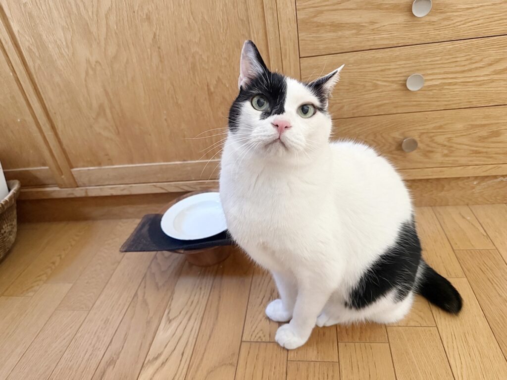 三者三様の留守番。【〈LOISIR〉デザイナー・前田敬子による、保護猫・えいたと暮らす日常。 vol.92】保護猫 えいた