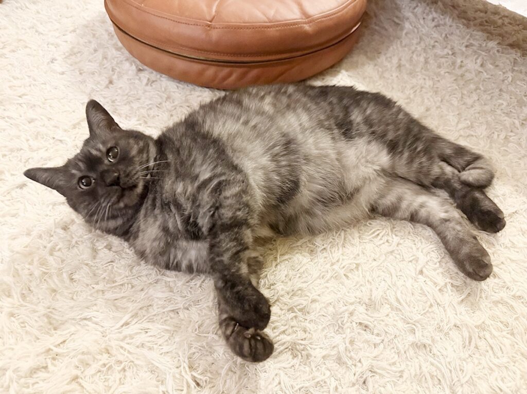 三者三様の留守番。【〈LOISIR〉デザイナー・前田敬子による、保護猫・えいたと暮らす日常。 vol.92】保護猫 えいた三者三様の留守番。【〈LOISIR〉デザイナー・前田敬子による、保護猫・えいたと暮らす日常。 vol.92】保護猫 えいた