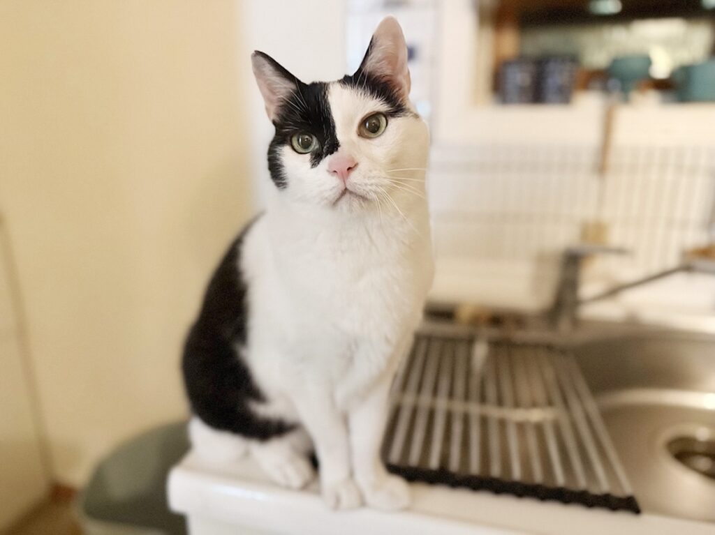 三者三様の留守番。【〈LOISIR〉デザイナー・前田敬子による、保護猫・えいたと暮らす日常。 vol.92】保護猫 えいた