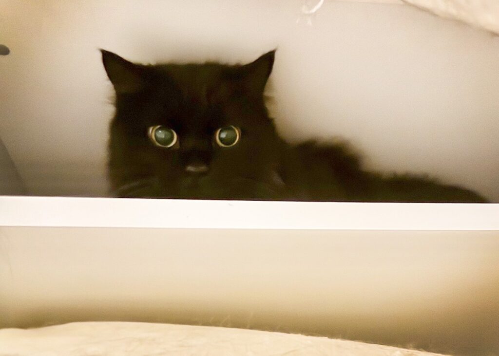 三者三様の留守番。【〈LOISIR〉デザイナー・前田敬子による、保護猫・えいたと暮らす日常。 vol.92】保護猫 えいた