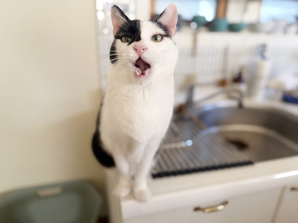 三者三様の留守番。【〈LOISIR〉デザイナー・前田敬子による、保護猫・えいたと暮らす日常。 vol.92】保護猫 えいた