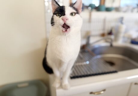 三者三様の留守番。【〈LOISIR〉デザイナー・前田敬子による、保護猫・えいたと暮らす日常。 vol.92】保護猫 えいた