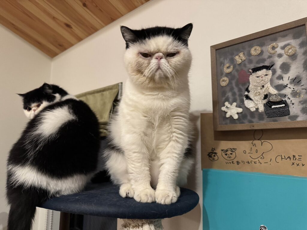 ちろりの心の声。【おちょこ、ぽのぽのだより。vol.244】白黒猫 エキゾチックショートヘア おちょこ ちろり | おちょこ「ここは、もともと僕のお気に入りの場所なのにな」 ちろり「……」