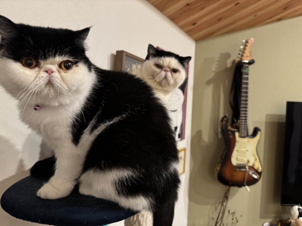 ちろりの心の声。【おちょこ、ぽのぽのだより。vol.244】白黒猫 エキゾチックショートヘア おちょこ ちろり | ちろり「先にここに来たのは私で、お父ちゃんは後から来たのにな」 おちょこ「まぁそう言わずに、たまにはお父ちゃんに譲っておくれよ、ぽのぽの〜」