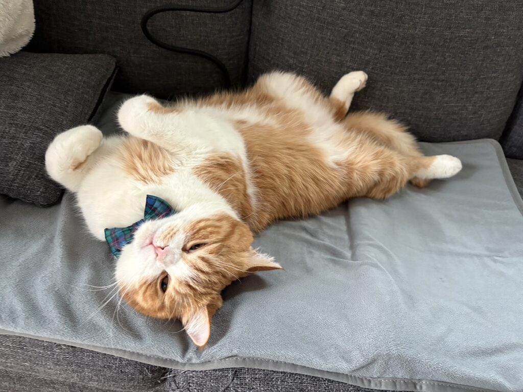 寝正月、堪能中。【とろろ、もふもふDays。vol.161】ハチワレ とろろ | ホットカーペットを堪能中。あぁ、背中が温かくて気持ちいい……。