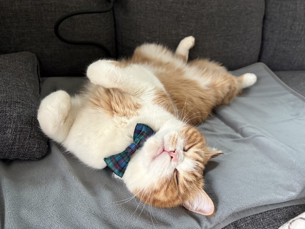 寝正月、堪能中。【とろろ、もふもふDays。vol.161】ハチワレ とろろ | 気持ちよ過ぎて、へそ天しちゃうよ！（体くね〜）