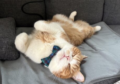 寝正月、堪能中。【とろろ、もふもふDays。vol.161】ハチワレ とろろ | 気持ちよ過ぎて、へそ天しちゃうよ！（体くね〜）