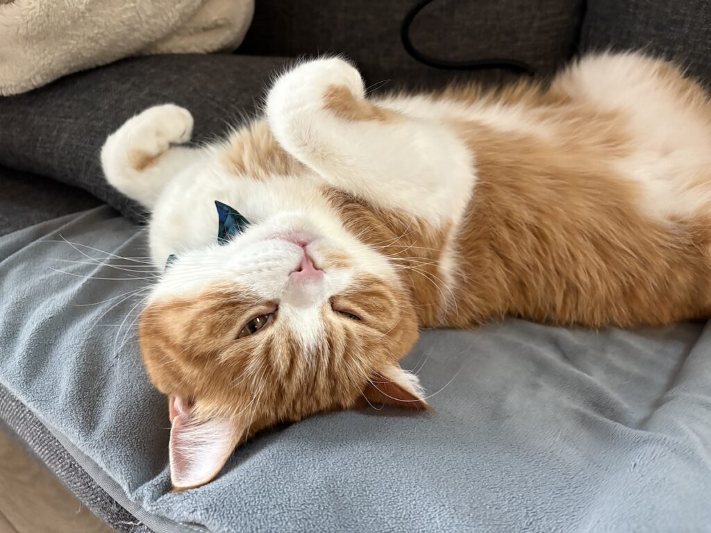 寝正月、堪能中。【とろろ、もふもふDays。vol.161】ハチワレ とろろ | 寝正月って最高だね！