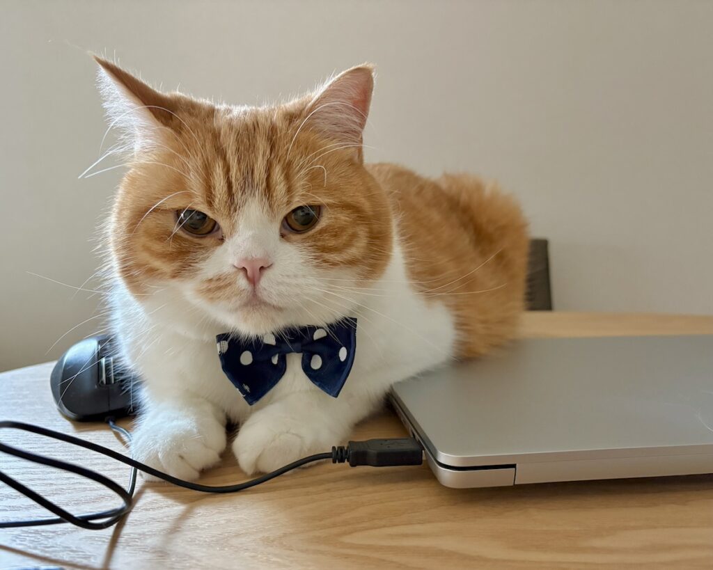 ここが落ち着くんです。【とろろ、もふもふDays。vol.162】ハチワレ とろろ | とろろ　（すん……）
飼い主「とろちゃん、パソコン使うからちょっとどいてね」