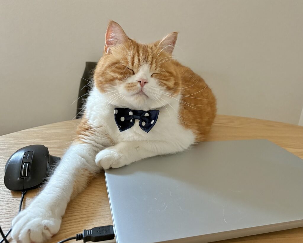 ここが落ち着くんです。【とろろ、もふもふDays。vol.162】ハチワレ とろろ | とろろ「えぇ、僕、パソコンの上に乗るのが好きなのに……」