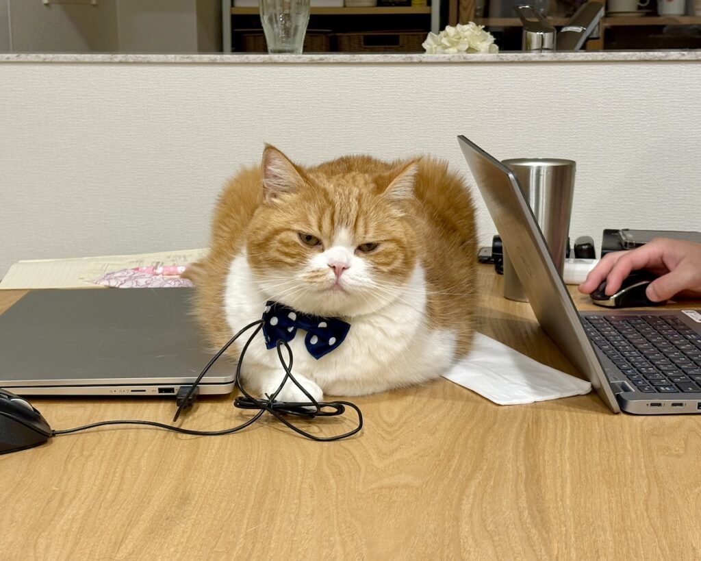 ここが落ち着くんです。【とろろ、もふもふDays。vol.162】ハチワレ とろろ | 飼い主「分かった、別のパソコン出すね」
とろろ「なんか悪い事したね……」