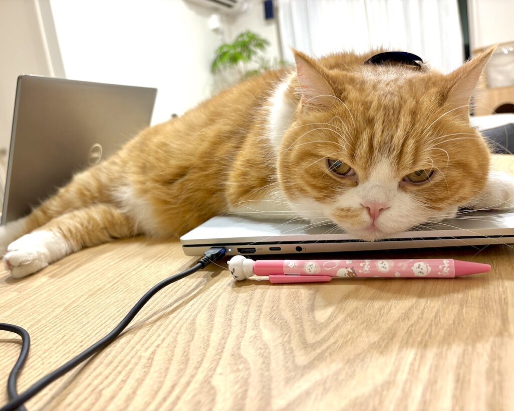 ここが落ち着くんです。【とろろ、もふもふDays。vol.162】ハチワレ とろろ | とろろ「やっぱり、ここが落ち着くなぁzzz」