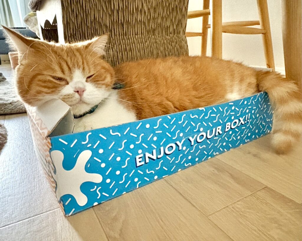 ふわふわほっぺの活用法。【とろろ、もふもふDays。vol.163】ハチワレ とろろ | 爪とぎボックスでお休み中。
飼い主「とろちゃん、ほっぺ痛くないの？」