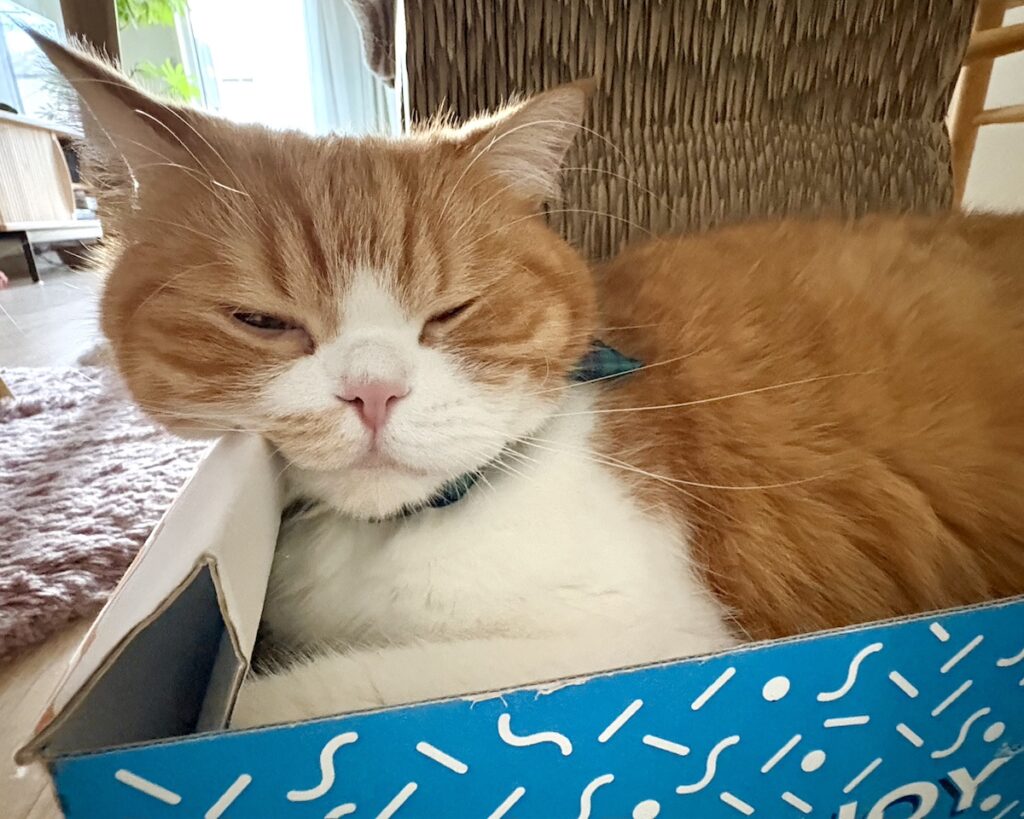 ふわふわほっぺの活用法。【とろろ、もふもふDays。vol.163】ハチワレ とろろ | とろろ「この角が気持ち良いんだよ！」