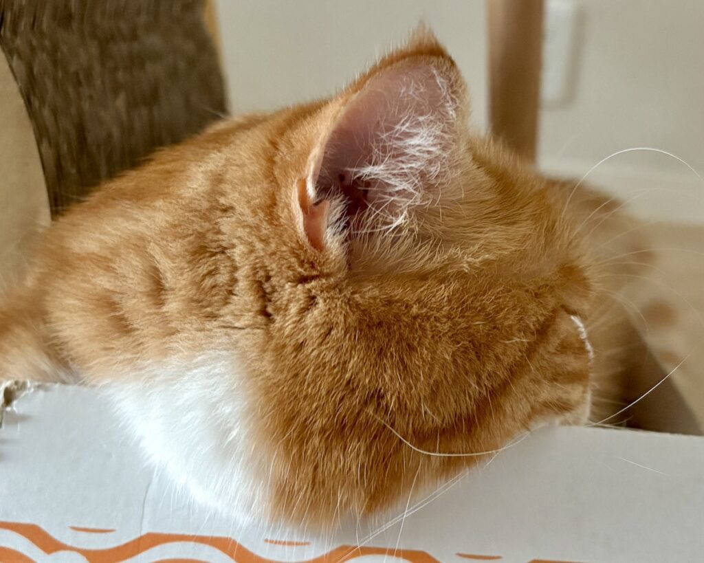 ふわふわほっぺの活用法。【とろろ、もふもふDays。vol.163】ハチワレ とろろ | とろろ「ほっぺがふわふわだから、問題ないよ」