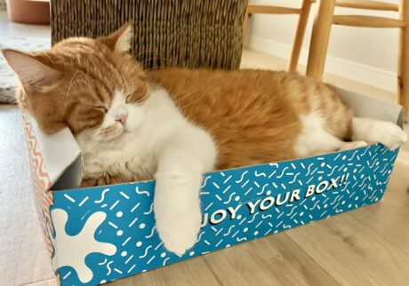 ふわふわほっぺの活用法。【とろろ、もふもふDays。vol.163】ハチワレ とろろ | とろろ「飼い主さん、心配ありがとう。僕、眠いからまた後で！ おやすみ……」