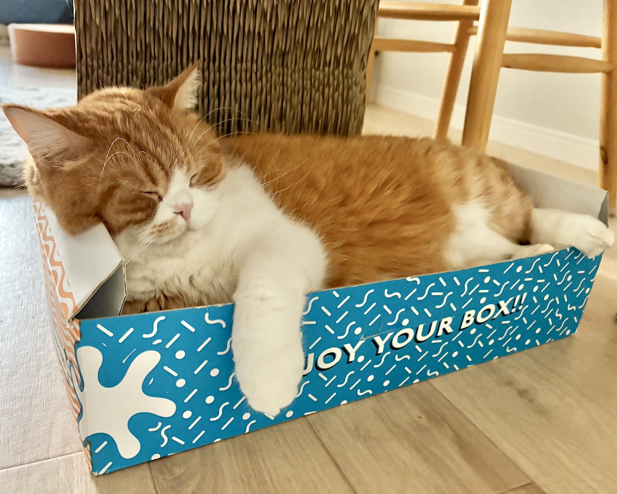 ふわふわほっぺの活用法。【とろろ、もふもふDays。vol.163】