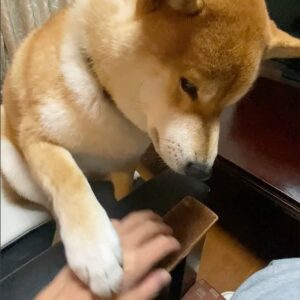 もっともっともっとやるのだ。柴犬子犬ハルのワンダフルライフ