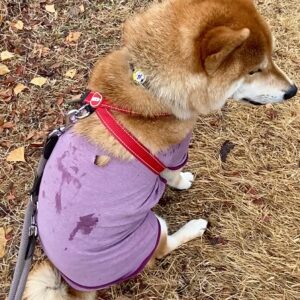 冬のベランダ際の過ごし方。柴犬子犬ハルのワンダフルライフ