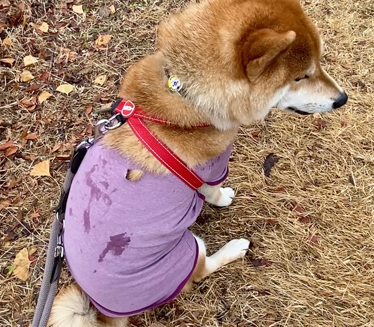 またもやボロボロなぼく。