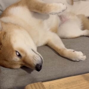 白眼からの寝落ち。柴犬子犬ハルのワンダフルライフ | Screenshot