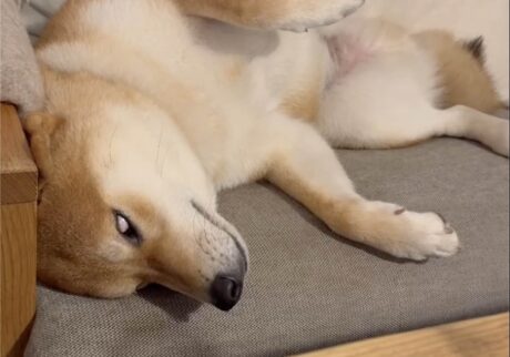 白眼からの寝落ち。柴犬子犬ハルのワンダフルライフ | Screenshot