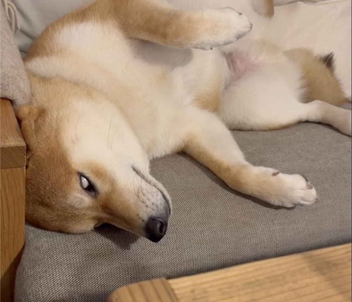 白眼からの寝落ち。