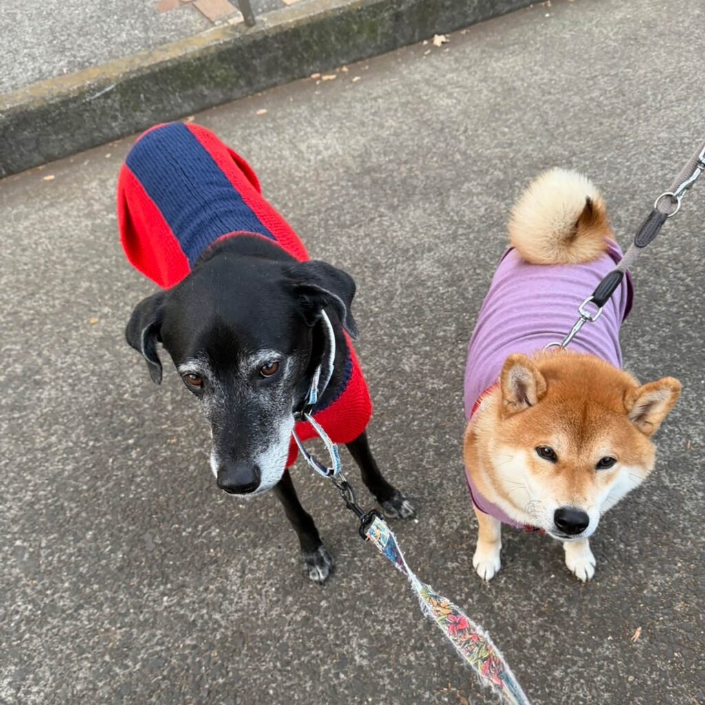 おやつの前では超おりこう。柴犬子犬ハルのワンダフルライフ おやつの前では超おりこう。柴犬子犬ハルのワンダフルライフ