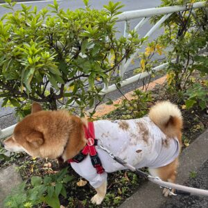 バッチリ仕上がったぼく。柴犬子犬ハルのワンダフルライフ